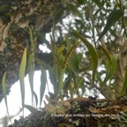 Pleopeltis macrocarpa Fouge?re gros lentilles  Polypodiaceae Indigène La Réunion 134.jpeg